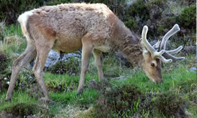 Deer