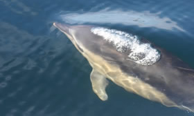 Dolphin